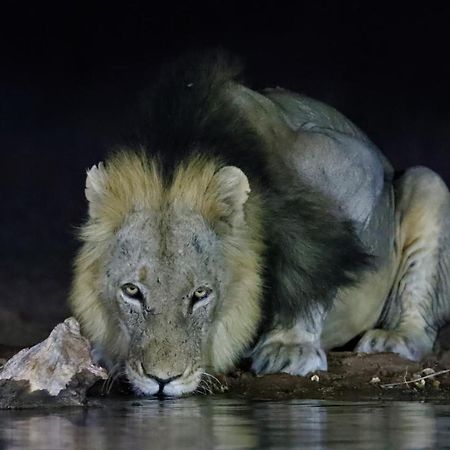 Antares Bush Camp & Umgede Hide Villa Grietjie Wildreservaat Buitenkant foto