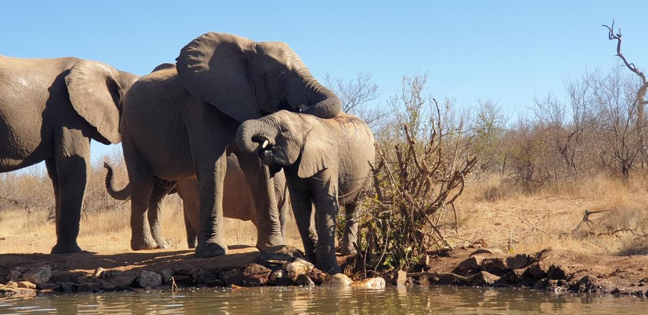 Antares Bush Camp & Umgede Hide Villa Grietjie Wildreservaat Buitenkant foto