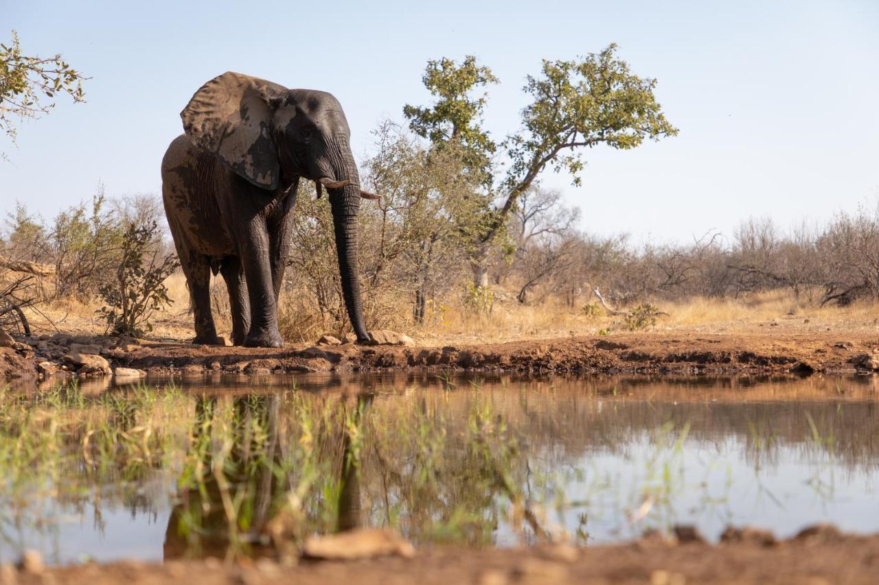 Antares Bush Camp & Umgede Hide Villa Grietjie Wildreservaat Buitenkant foto