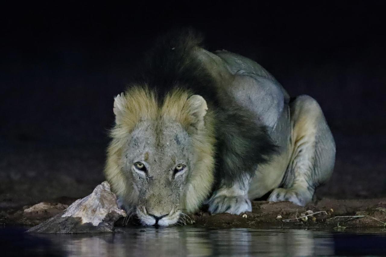 Antares Bush Camp & Umgede Hide Villa Grietjie Wildreservaat Buitenkant foto