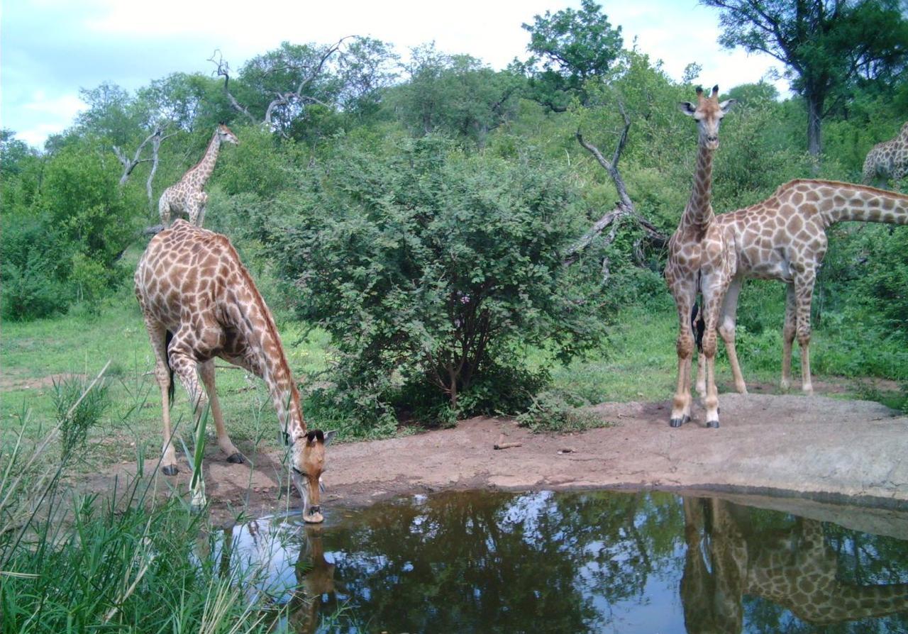 Antares Bush Camp & Umgede Hide Villa Grietjie Wildreservaat Buitenkant foto