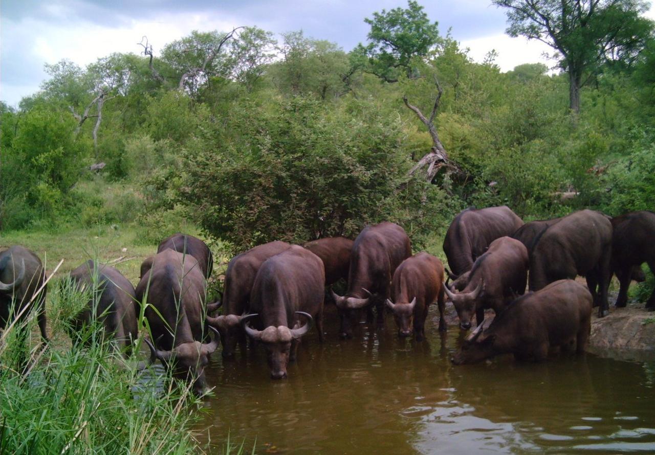 Antares Bush Camp & Umgede Hide Villa Grietjie Wildreservaat Buitenkant foto