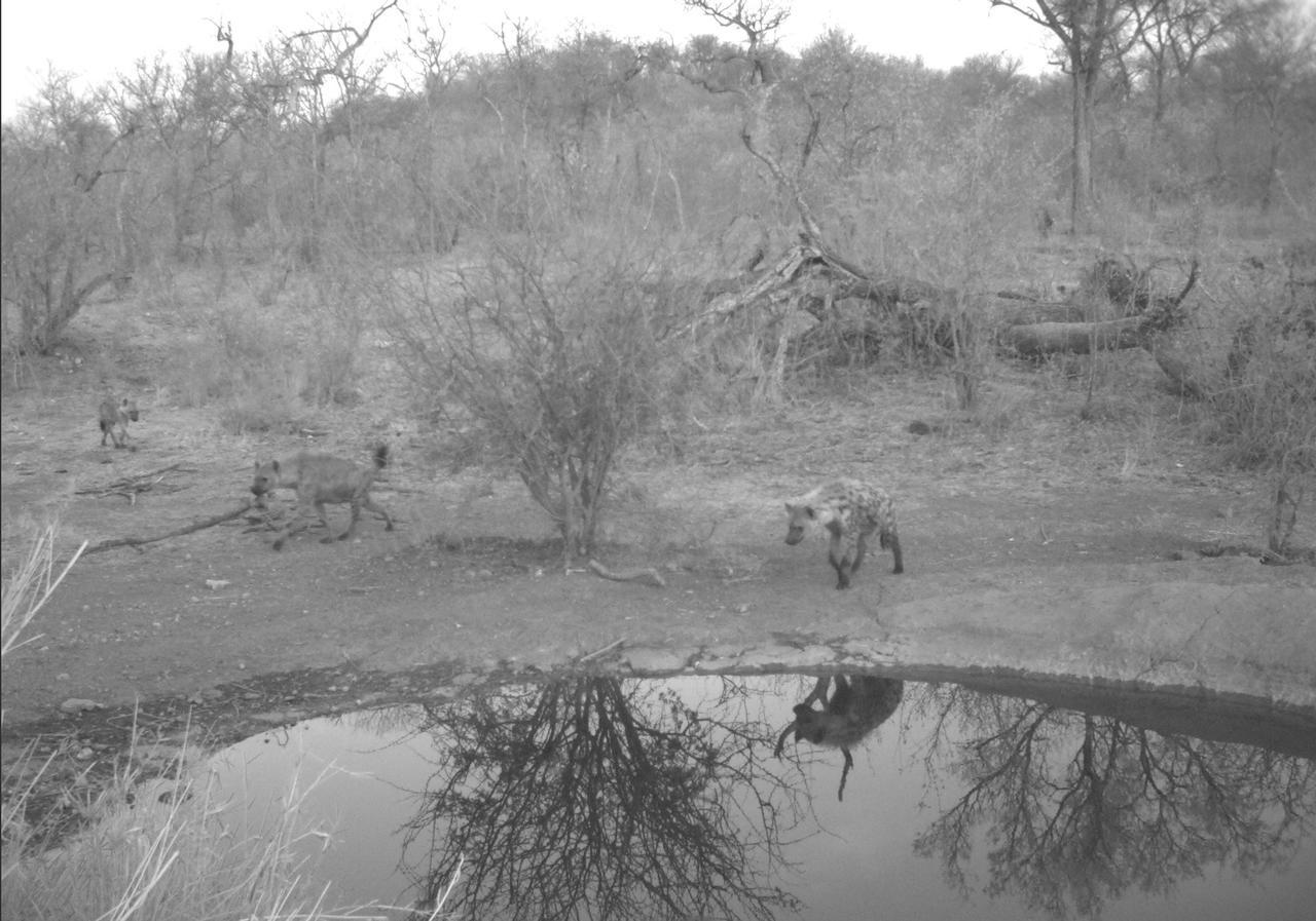 Antares Bush Camp & Umgede Hide Villa Grietjie Wildreservaat Buitenkant foto