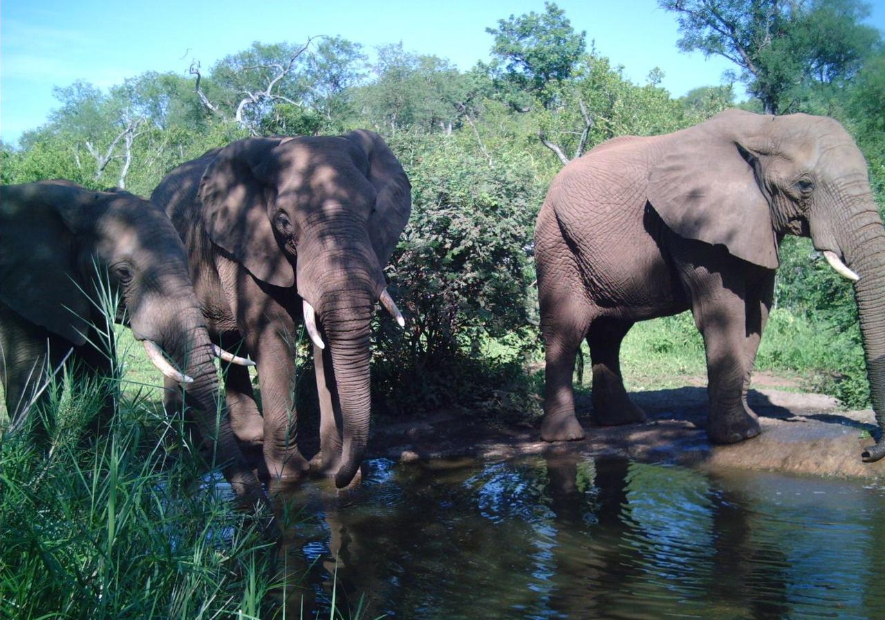 Antares Bush Camp & Umgede Hide Villa Grietjie Wildreservaat Buitenkant foto